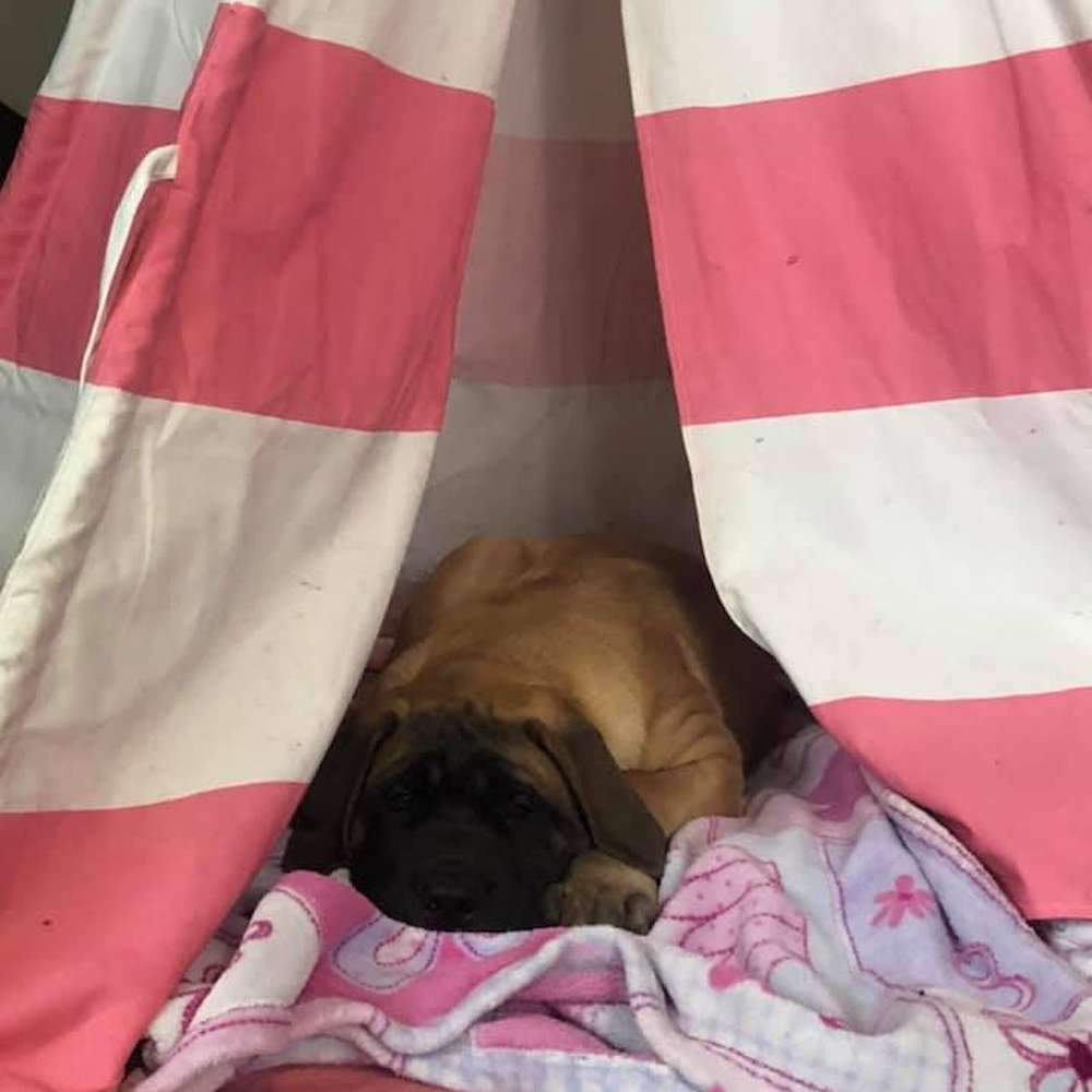 Mack (Hathi from the Jungle Book litter) after he arrived to Nova Scotia. He flew.