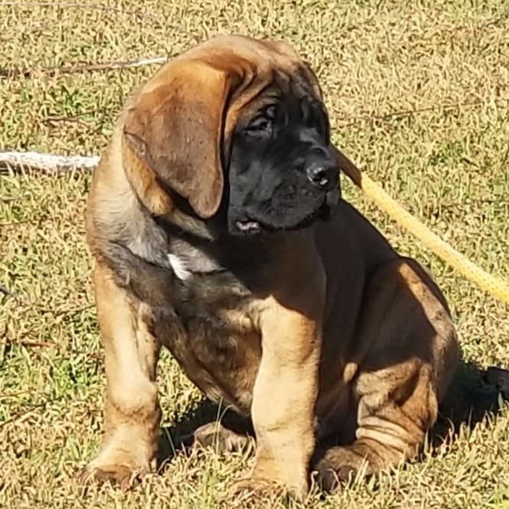 Elvis (Bagheera from the Jungle Book Litter) travelled to the US with a pet courier