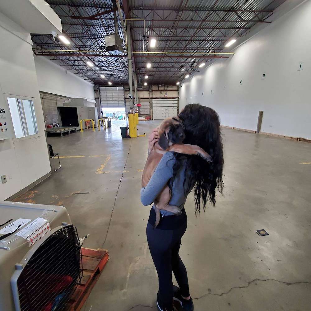 Penny (Virginia from the Girl's Club litter)