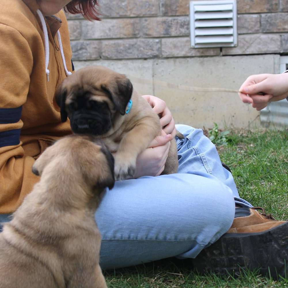 Socializing your Puppy Checklist