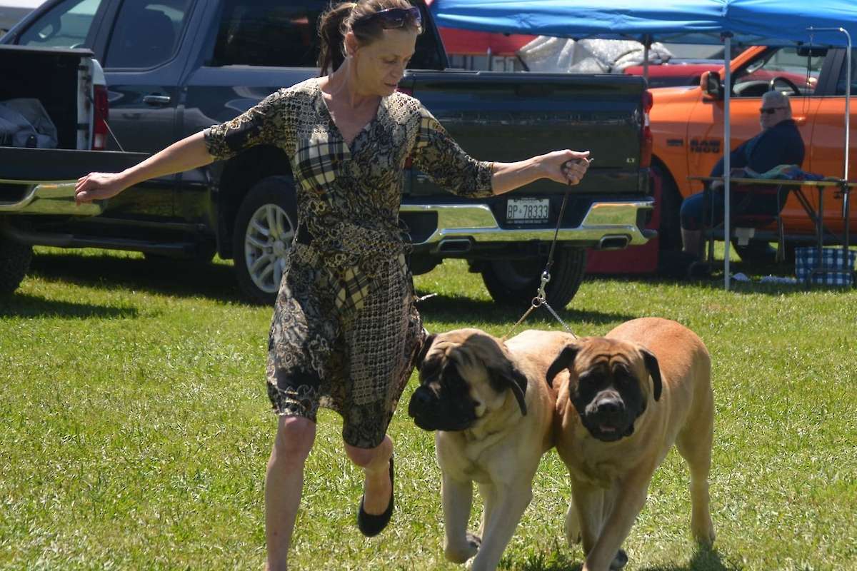Photo courtesy of the Lenka Uhlova. Dogs featured in the photo are GCh.Northernpaws Cali Lady Ginger For Divon (Divon Mastiffs) and GCh Northernpaws Claudie (Northern Paws Kennels), handled by their breeder Lenka Uhlova