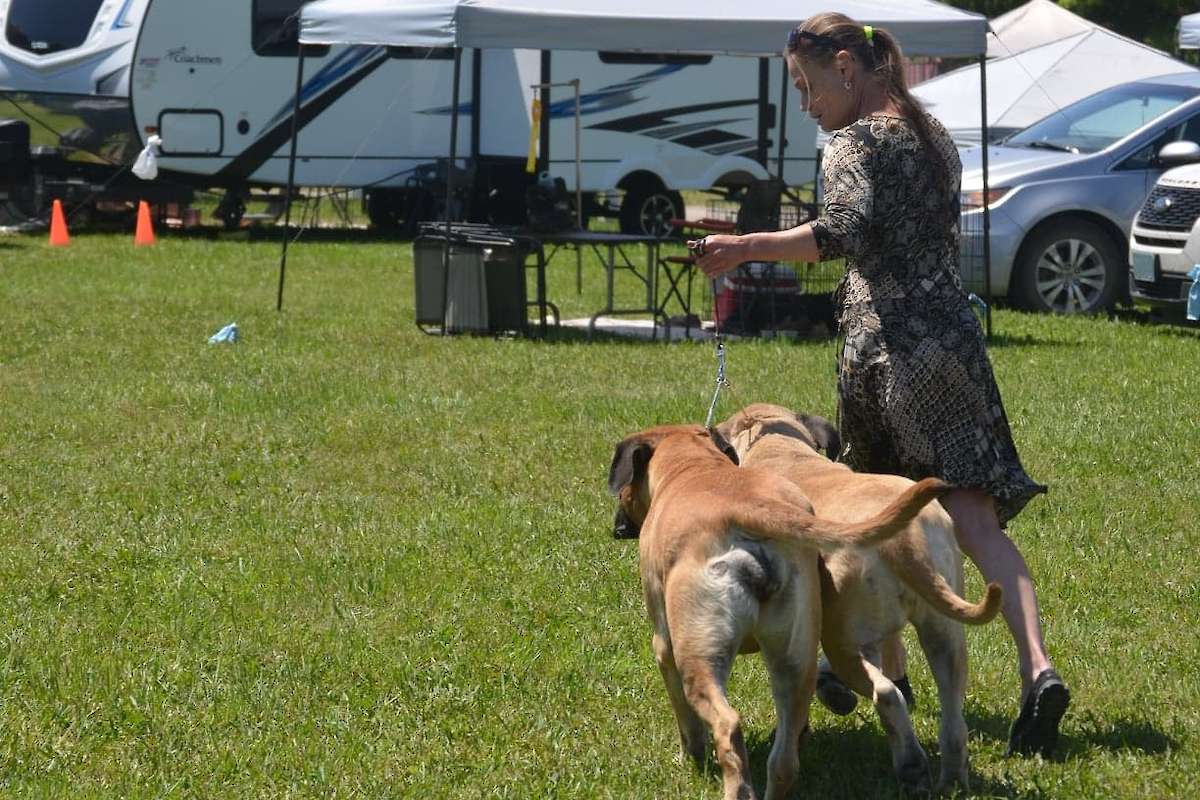 Photo courtesy of the Lenka Uhlova. Dogs featured in the photo are GCh.Northernpaws Cali Lady Ginger For Divon (Divon Mastiffs) and GCh Northernpaws Claudie (Northern Paws Kennels), handled by their breeder Lenka Uhlova