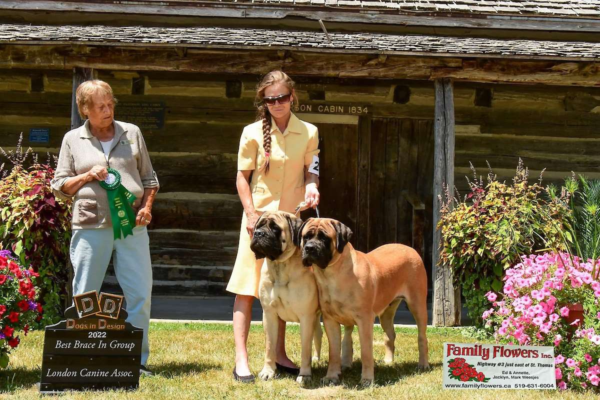 Photo courtesy of Lenka Uhlova and Dogs in Design Photography. Their Group Win photo. Dogs featured in the photo are GCh.Northernpaws Cali Lady Ginger For Divon (Divon Mastiffs) and GCh Northernpaws Claudie (Northern Paws Kennels), handled by their breeder Lenka Uhlova and Judge Elaine Whitney