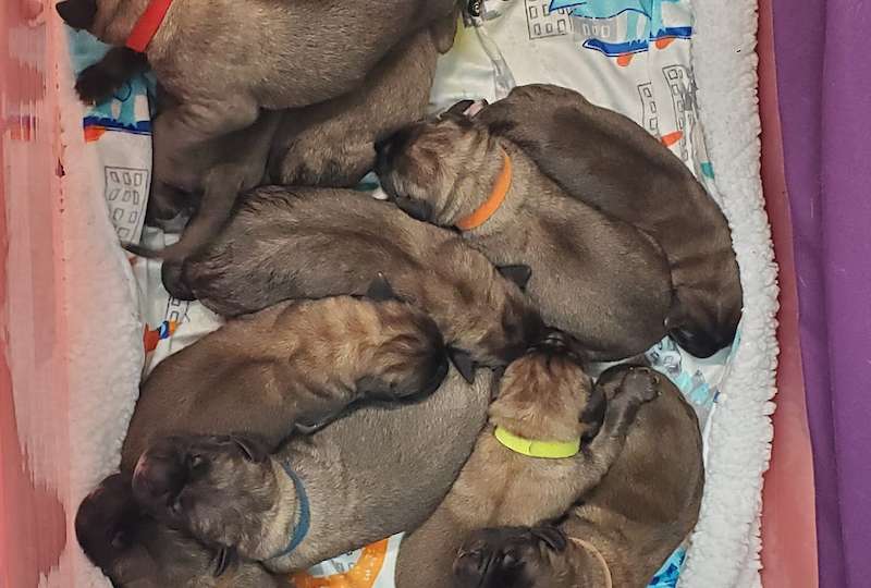 Current Litter! The Musicans