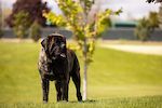 IntCH NatCH HnrsCH CH Weiler's Sharp Dressed Man At River Valley  CGC