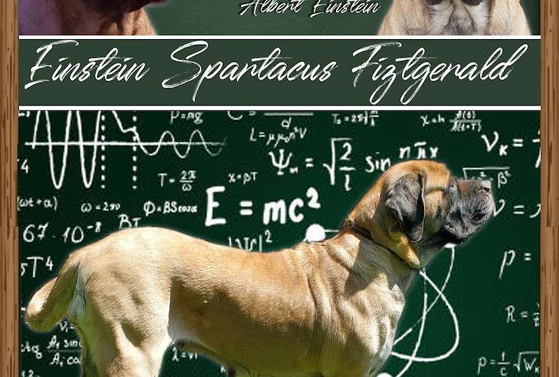 Einstein Spartacus Fitzgerald