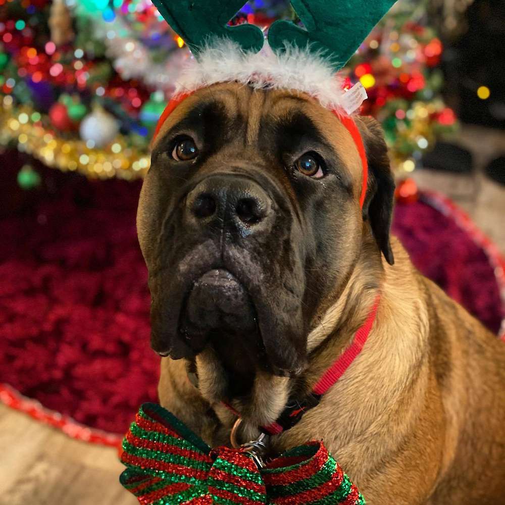 Ryerson (Pipkin of the Watership Down litter) sporting one of her many hats. For more photos of Ryerson's many hats, visit our Facebook page.
