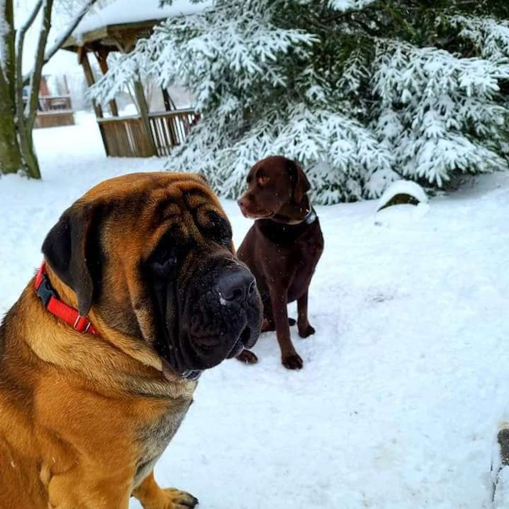 Norman (Buckthorn from the Watership Down litter) at 3 years old.