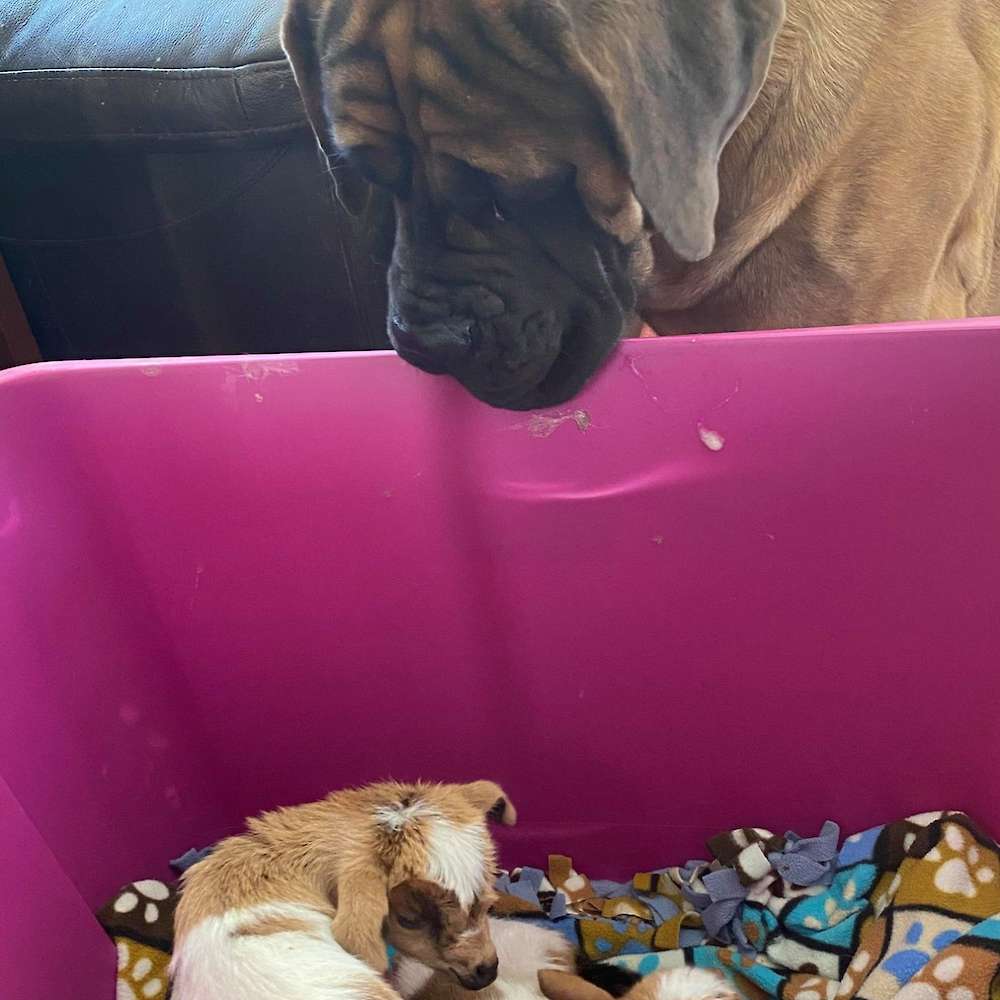 Athena (Bluebell from the Watership Down litter) at 2 years old watching over baby goats.