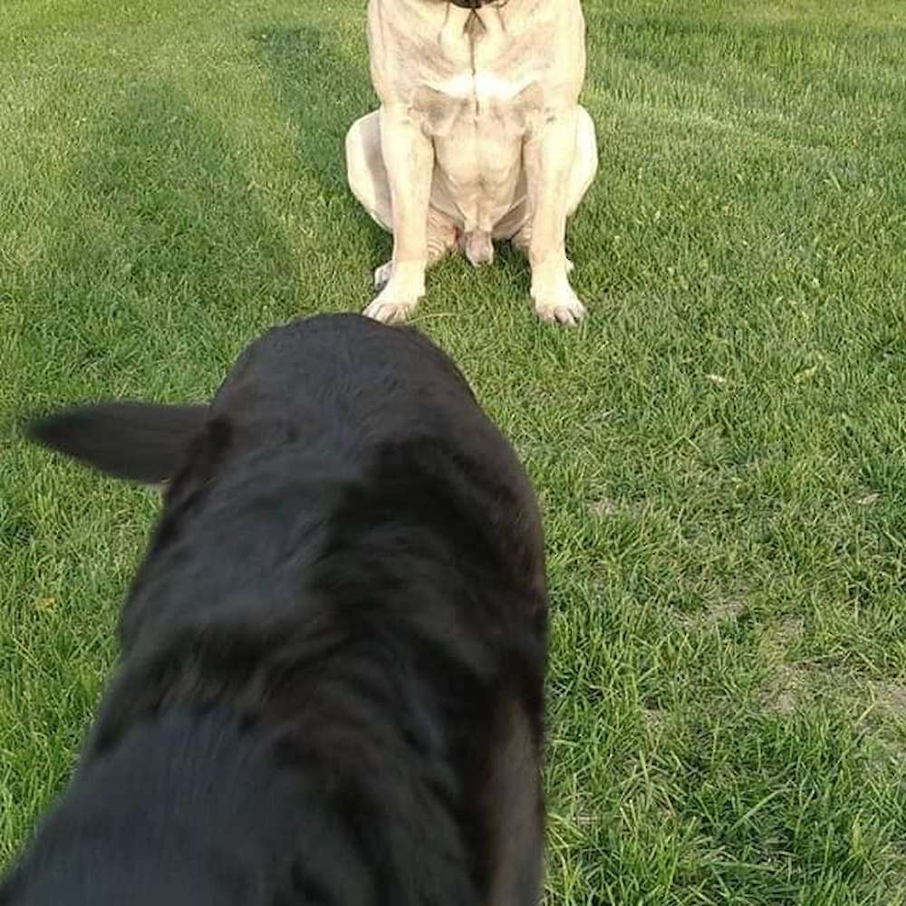 Atlas (El-ahairah from the Watership Down litter) at 20 months old.