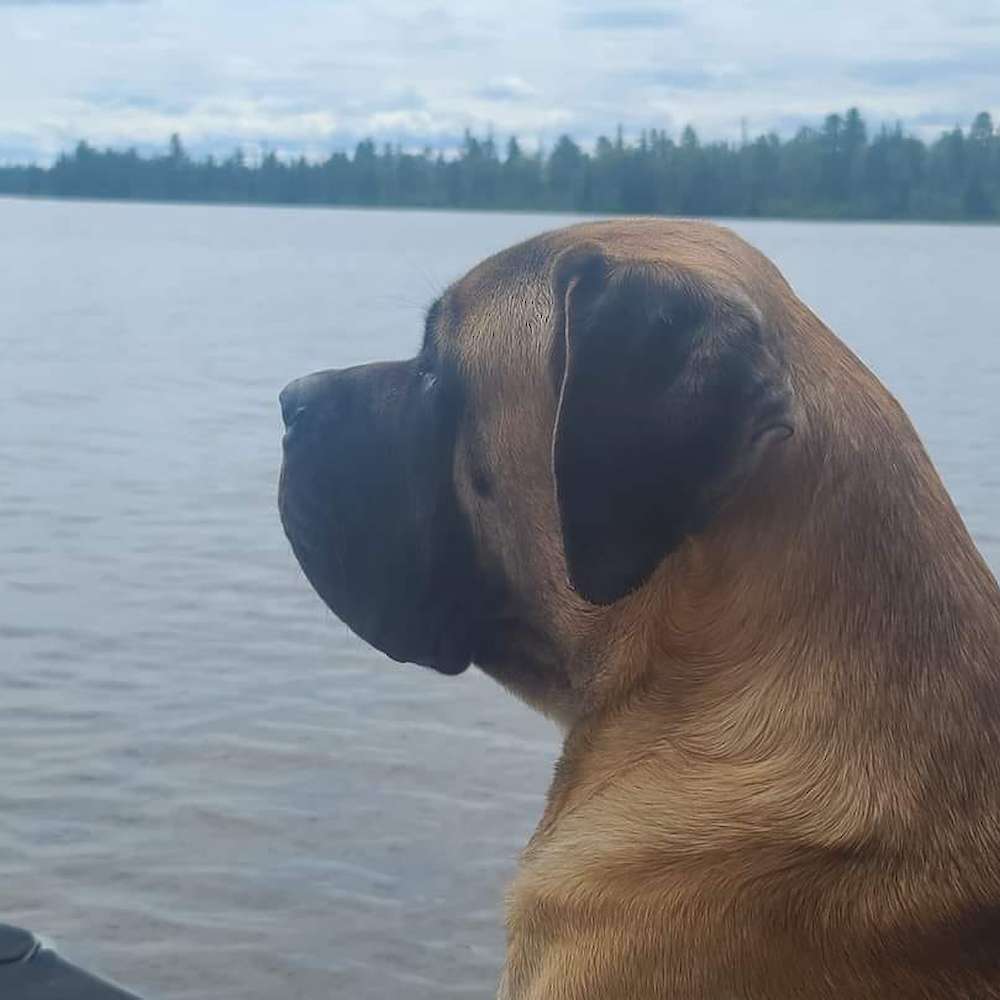 Big Ben (Shere Khan from the Jungle Book litter) enjoying the lake and cottage at a year old