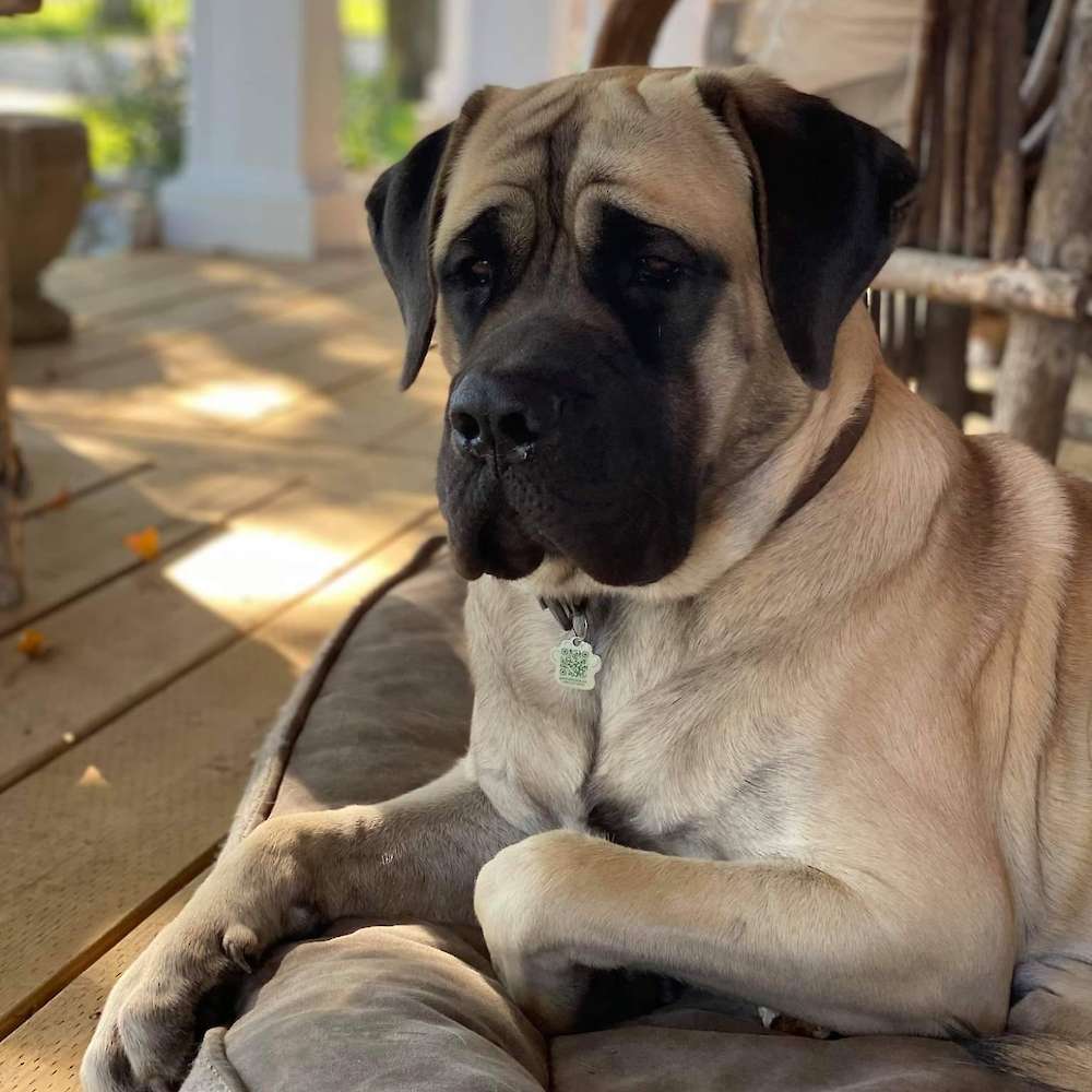 Sully (Baloo from the Jungle Book litter) chilling at home 1 year old)
