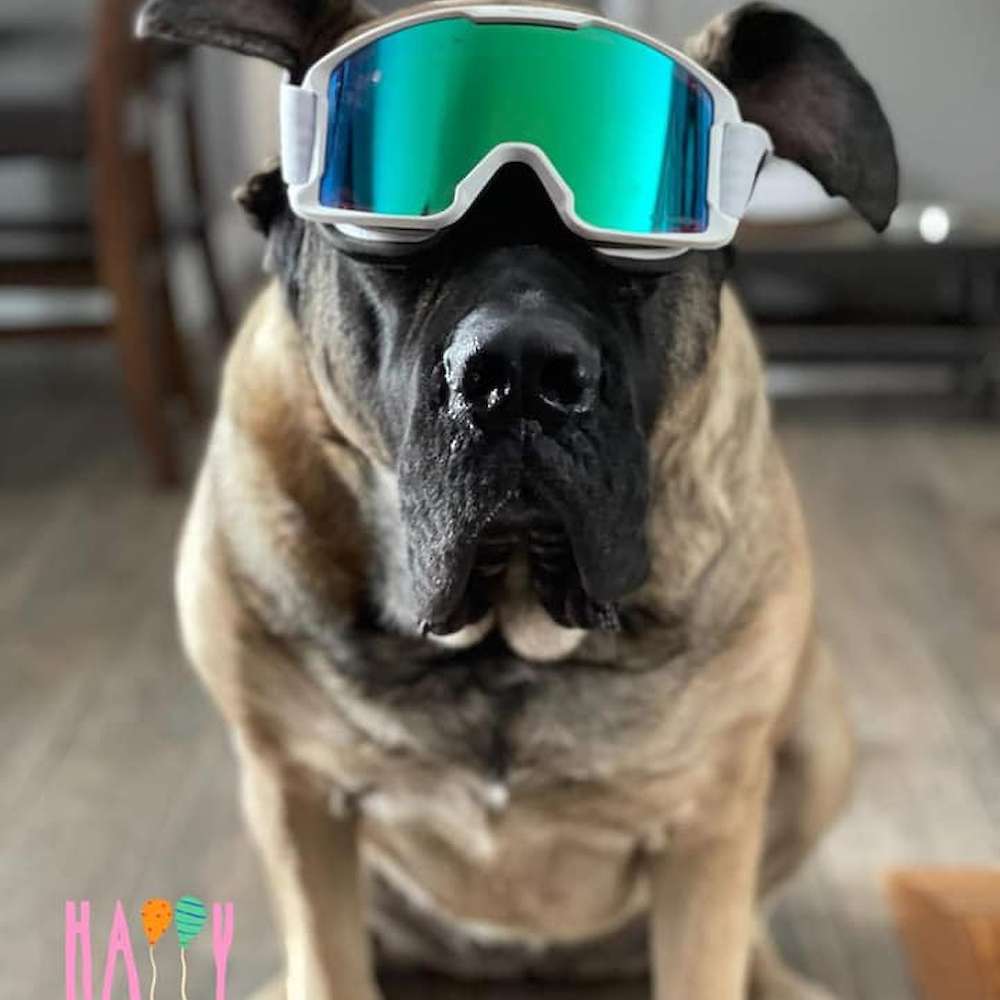 Dozer (Tesla from the Breakthrough Crew) at 5 years old