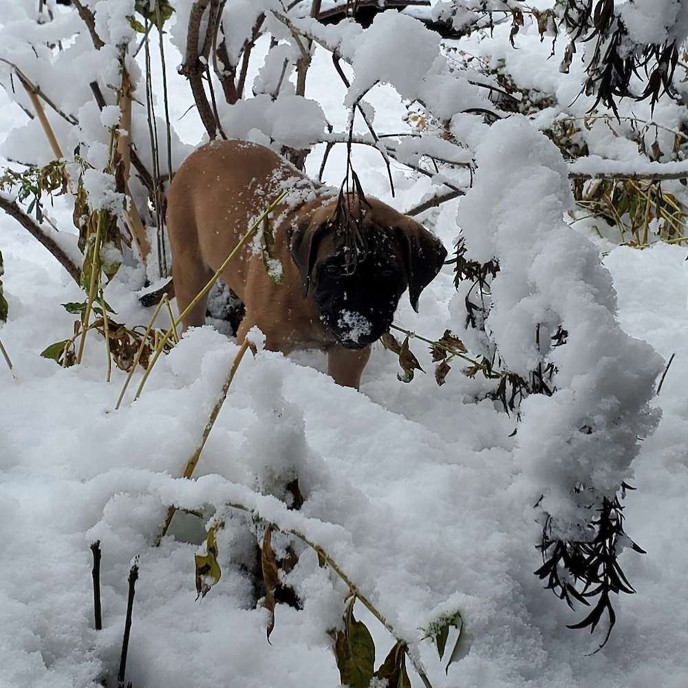 The Dude (Frodo from the Lord of the Rings litter) enjoying snow at his new home at 9.5 weeks old.