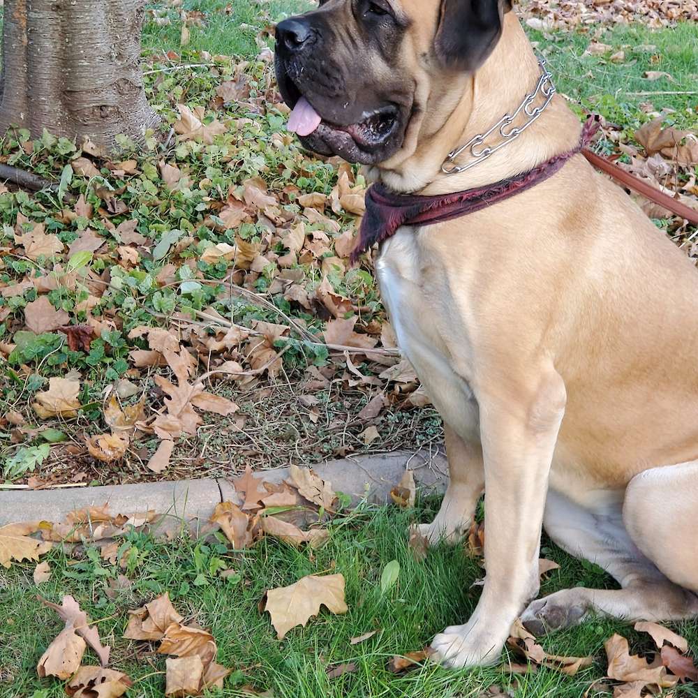 Maya (Maya from the Girl's Club litter) at 20 months  old.