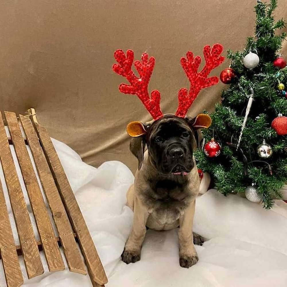 Judge (Galadriel of the Lord of the Rings litter) at 3 months old.