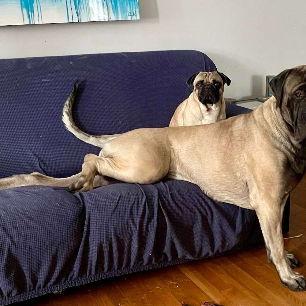 Tugg (Mowgli from the Jungle Book) at 15 months with his big brother Marv.