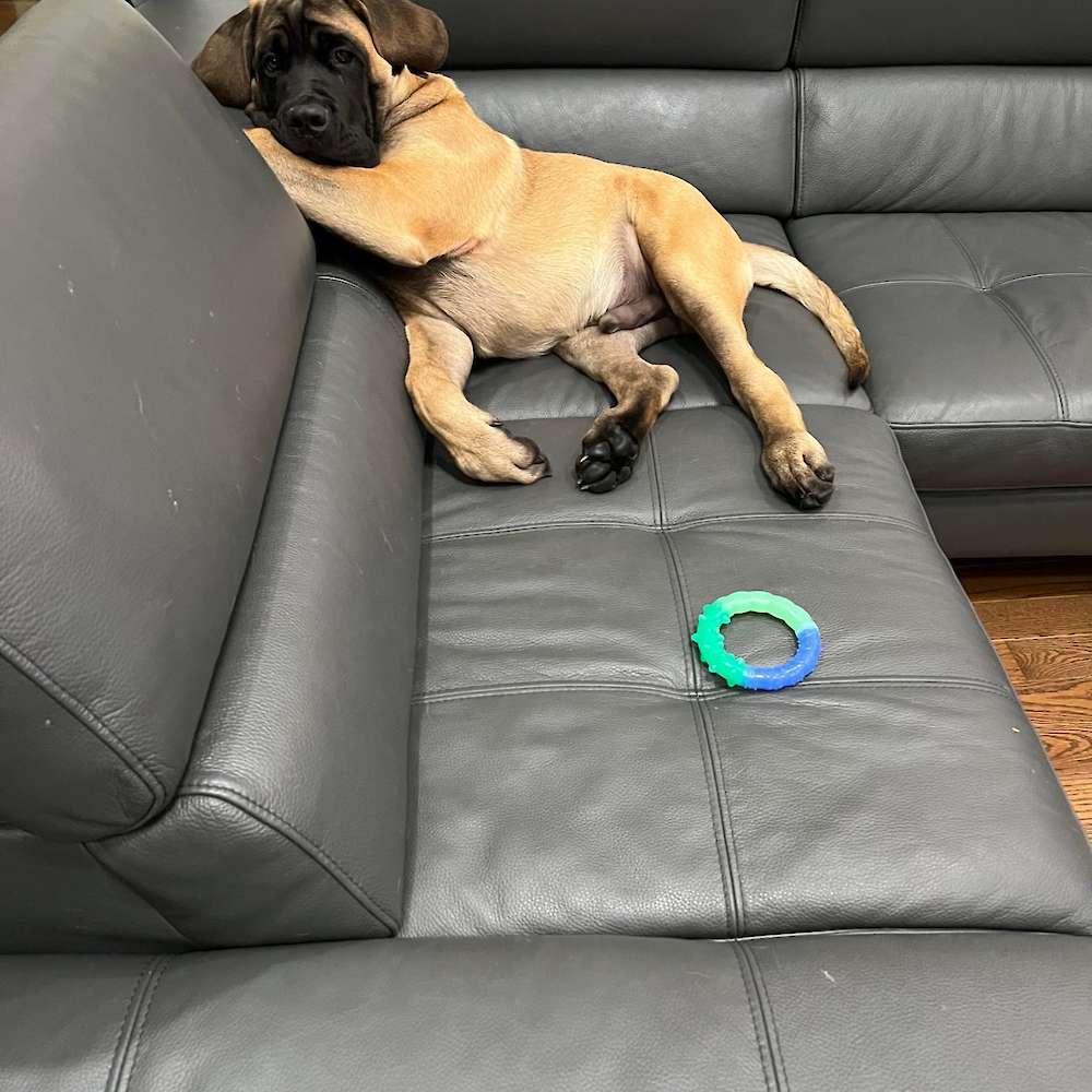 Sam (Samwise from the Lord of the Rings litter) at 4 months old