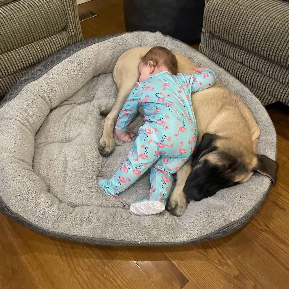 Arwen (Eowyn from the Lord of the Rings litter) at 5 months old with her baby.
