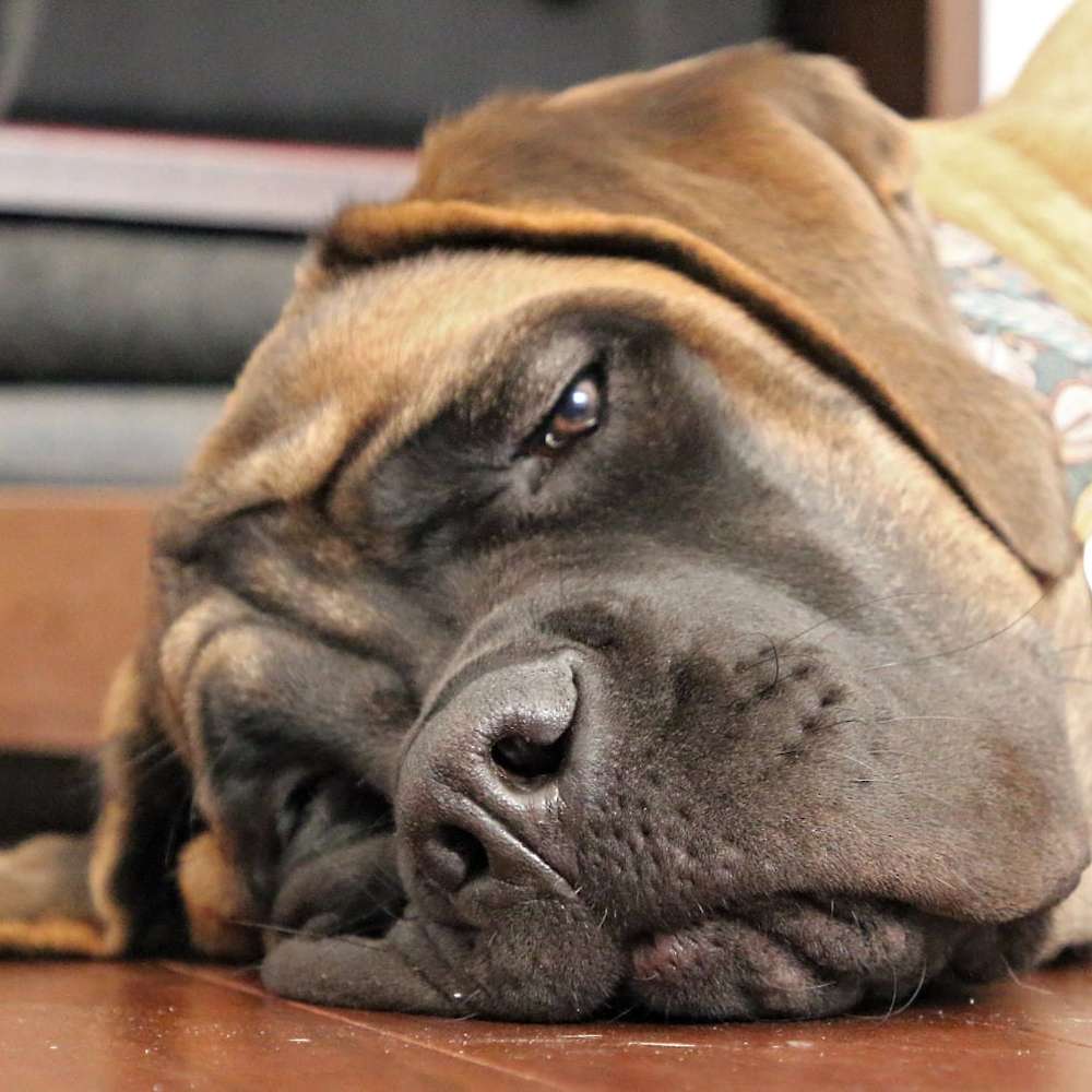 Arwen (Arwen from the Lord of the Rings litter) at 6 months old.