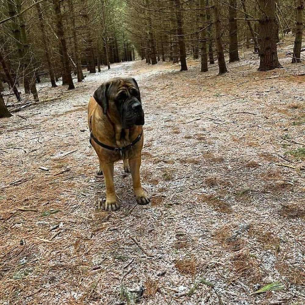 Maddie (Keehar from the Watership Down litter) at 3 years old enjoying the weather.