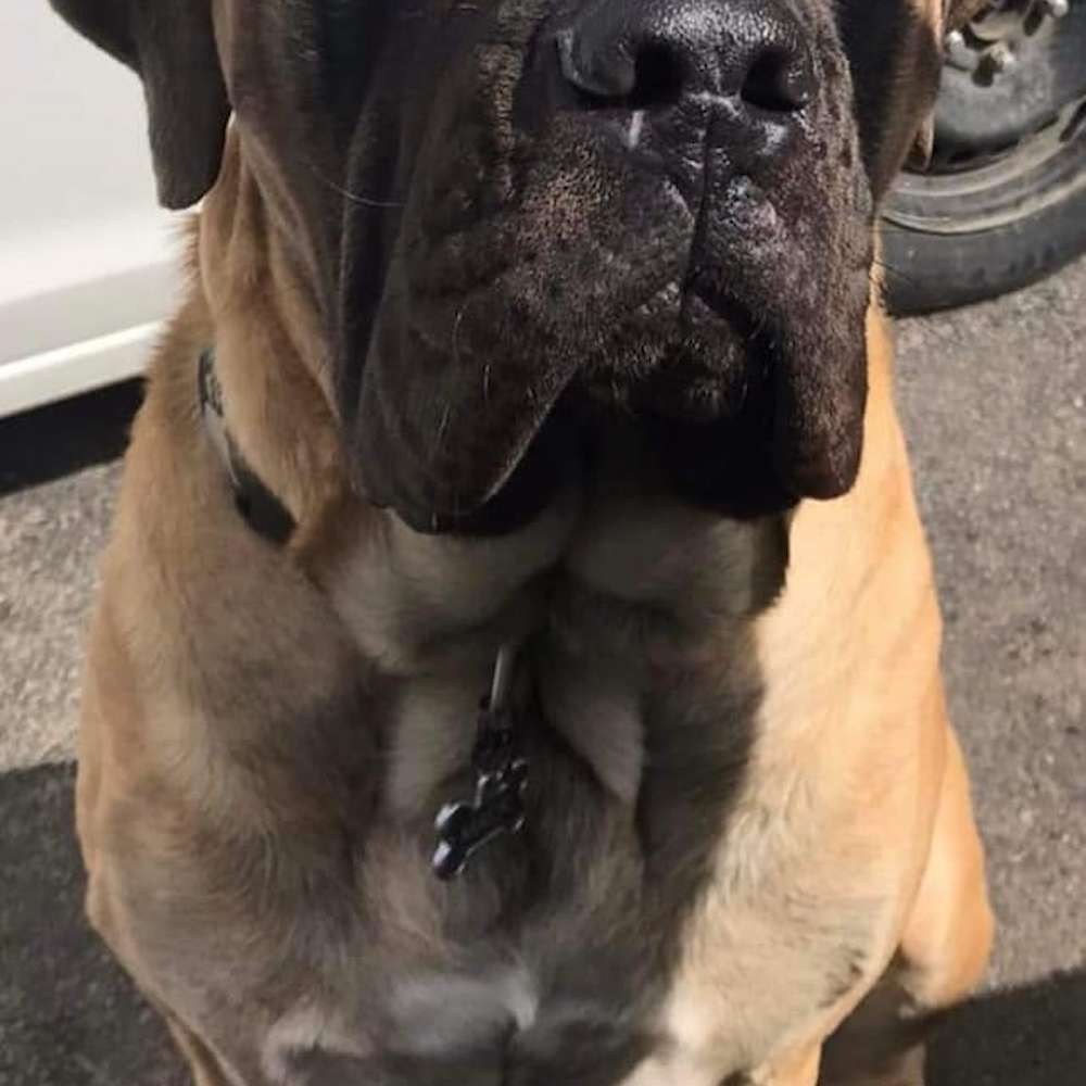 Mack (Hathi) at 20 months old living in Nova Scotia