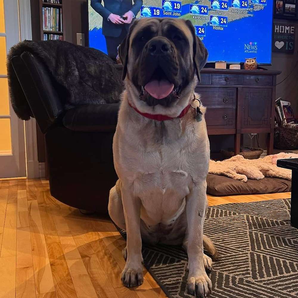 Lexie (Kaa from the Jungle Book litter) at 19 months old.