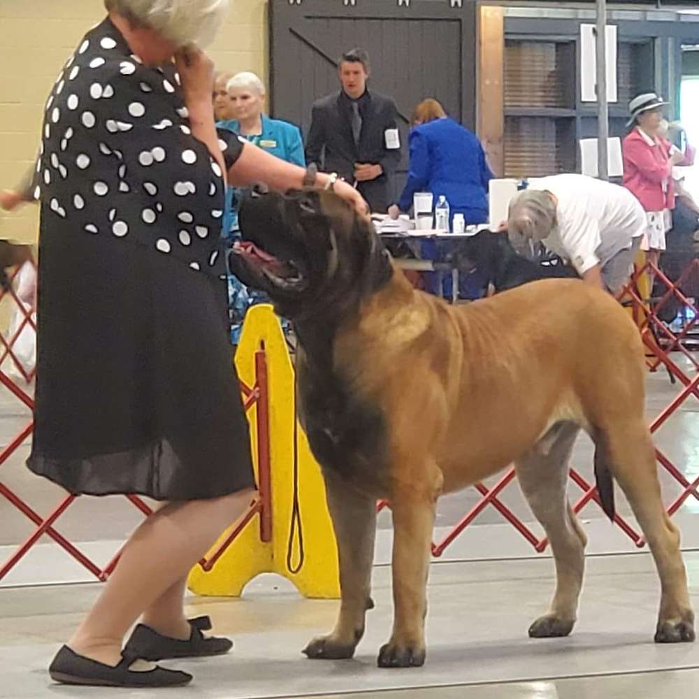 Elvis (Bagheera from the Jungle Book Litter) 20 months at a show. As of June 2022, Elvis is a Champion in the US and is close to his Grand Championship.