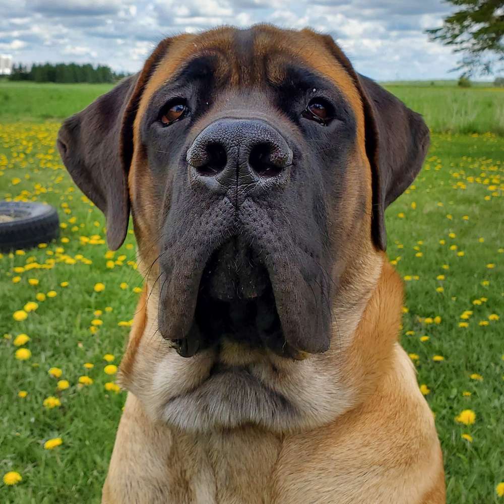 Monty (Gandalf from the Lord of the Rings litter) at 7 months old.