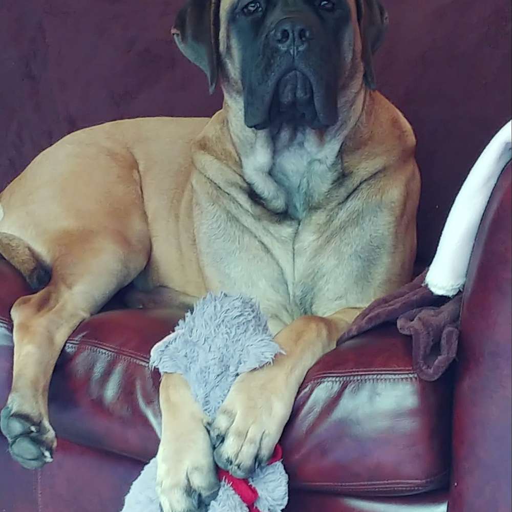 Arwen (Arwen from the Lord of the Rings litter) at 8 months old.