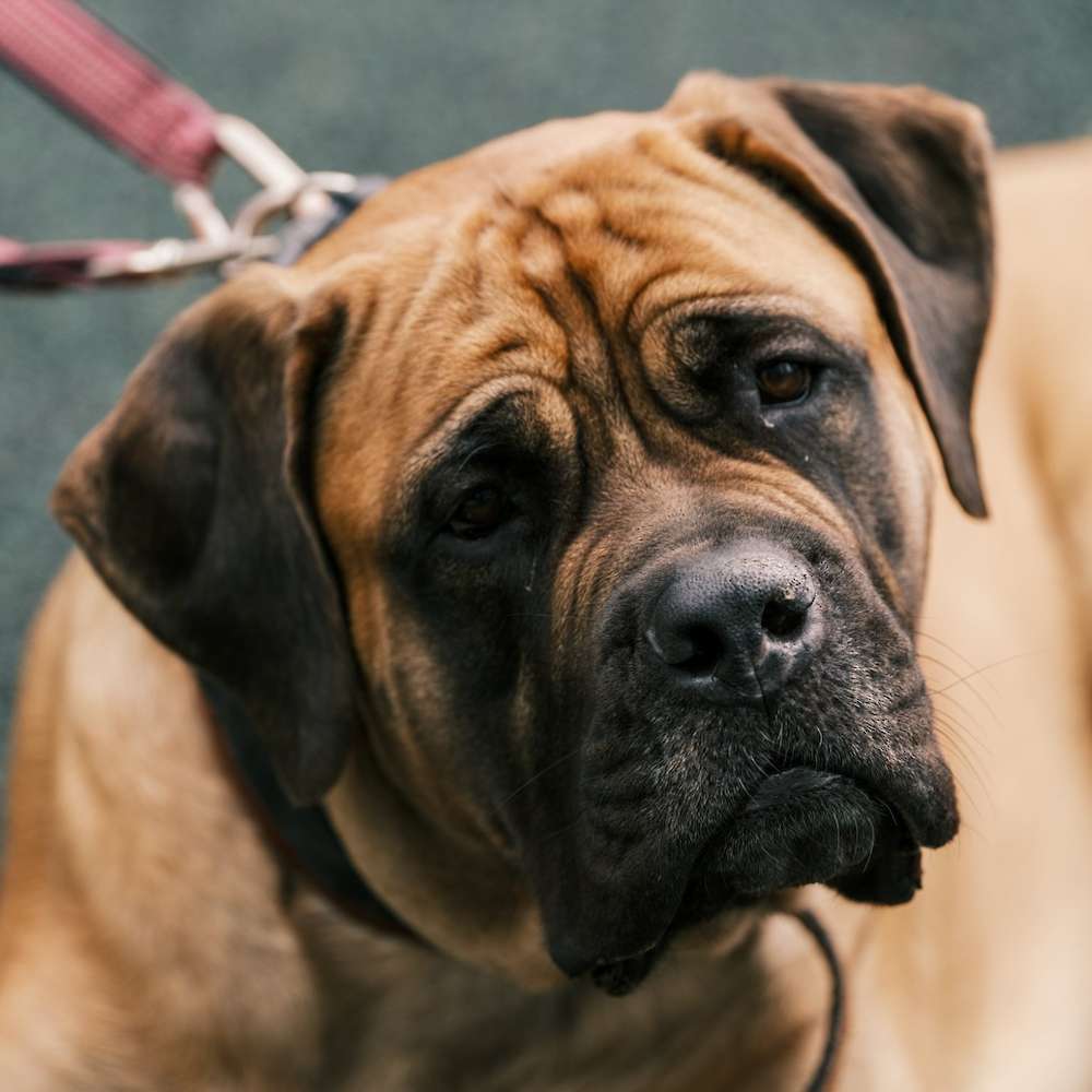 Penny (Virginia from the Girl's Club Litter) being beautiful in BC.