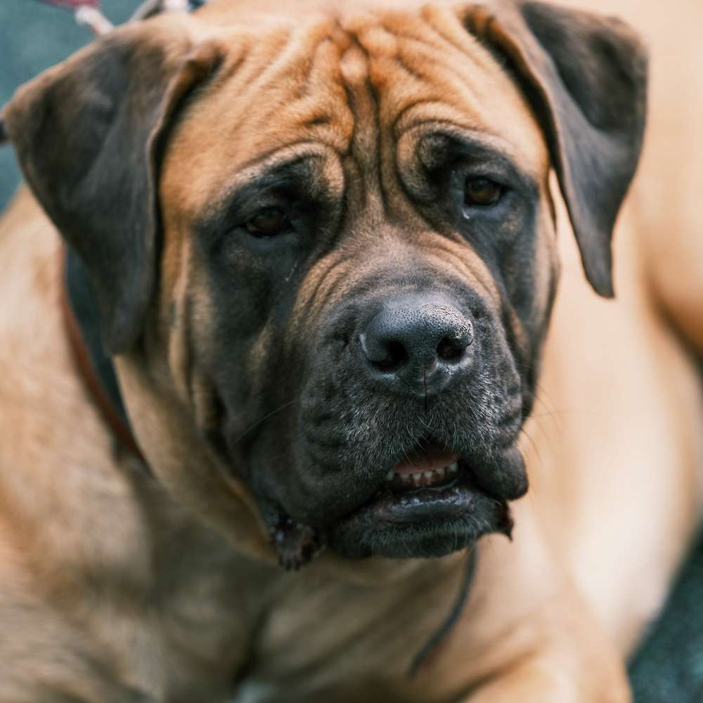 Penny (Virginia from the Girl's Club Litter) being beautiful in BC.