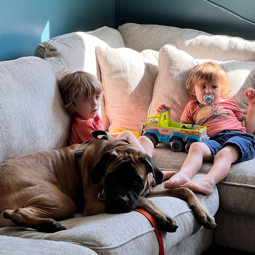 Bilbo (Bilbo from the Lord of the Rings litter) enjoying some cuddle time at 7 months old.