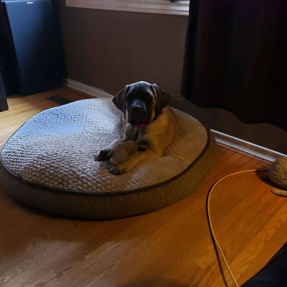 Piper (Blackberry from the Watership Down Litter) at 4 months old.