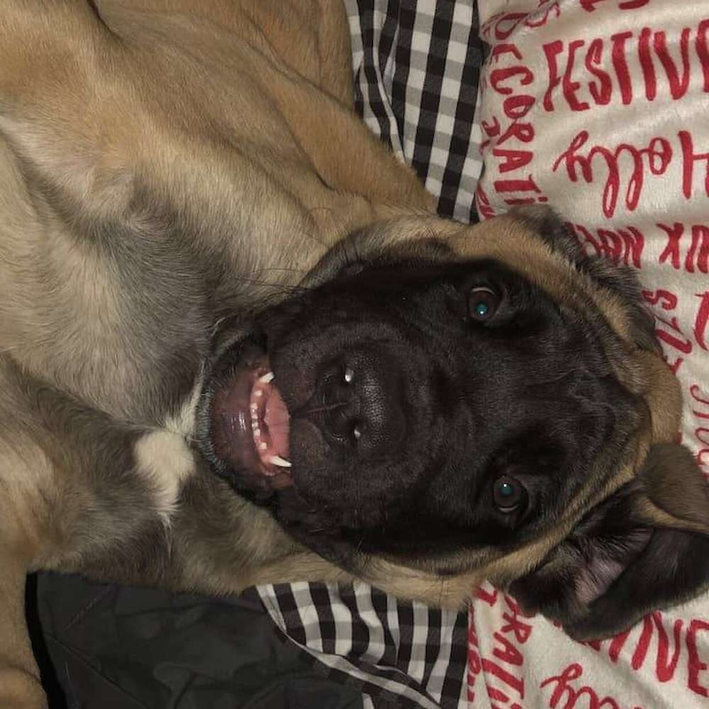 Piper (Blackberry; Watership Down Litter)