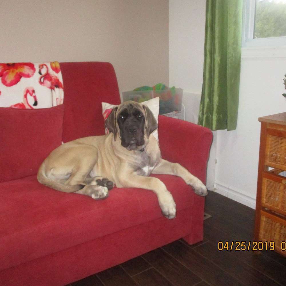 Atlas (El-ahairah; Watership Down Litter)