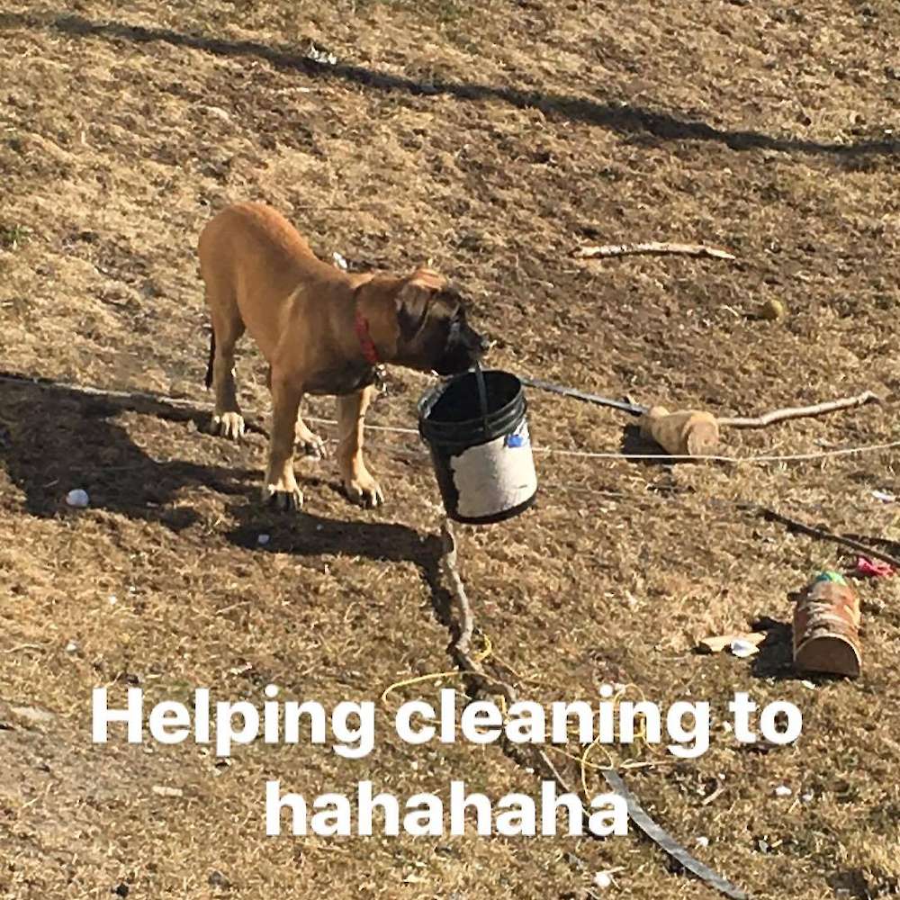 Fiver; Watership Down Litter