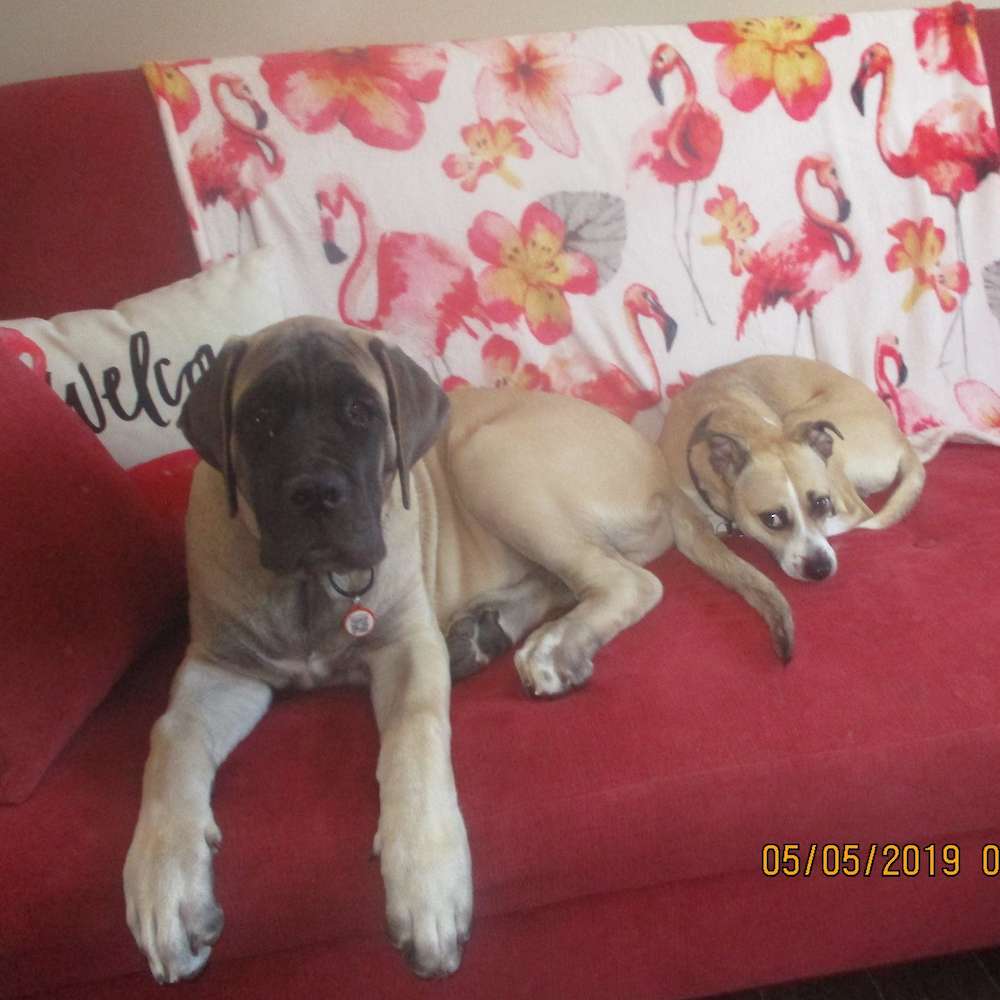 Atlas (El-ahairah; Watership Down Litter)