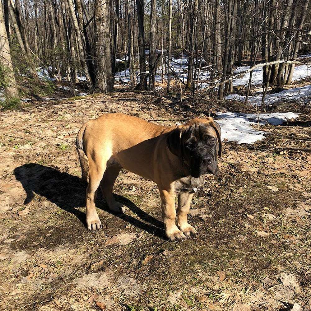 Fiver; Watership Down Litter