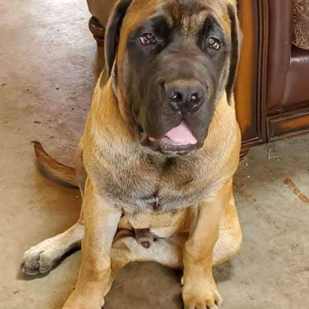 Norman (Buckthorn; Watership Down Litter) 5 months