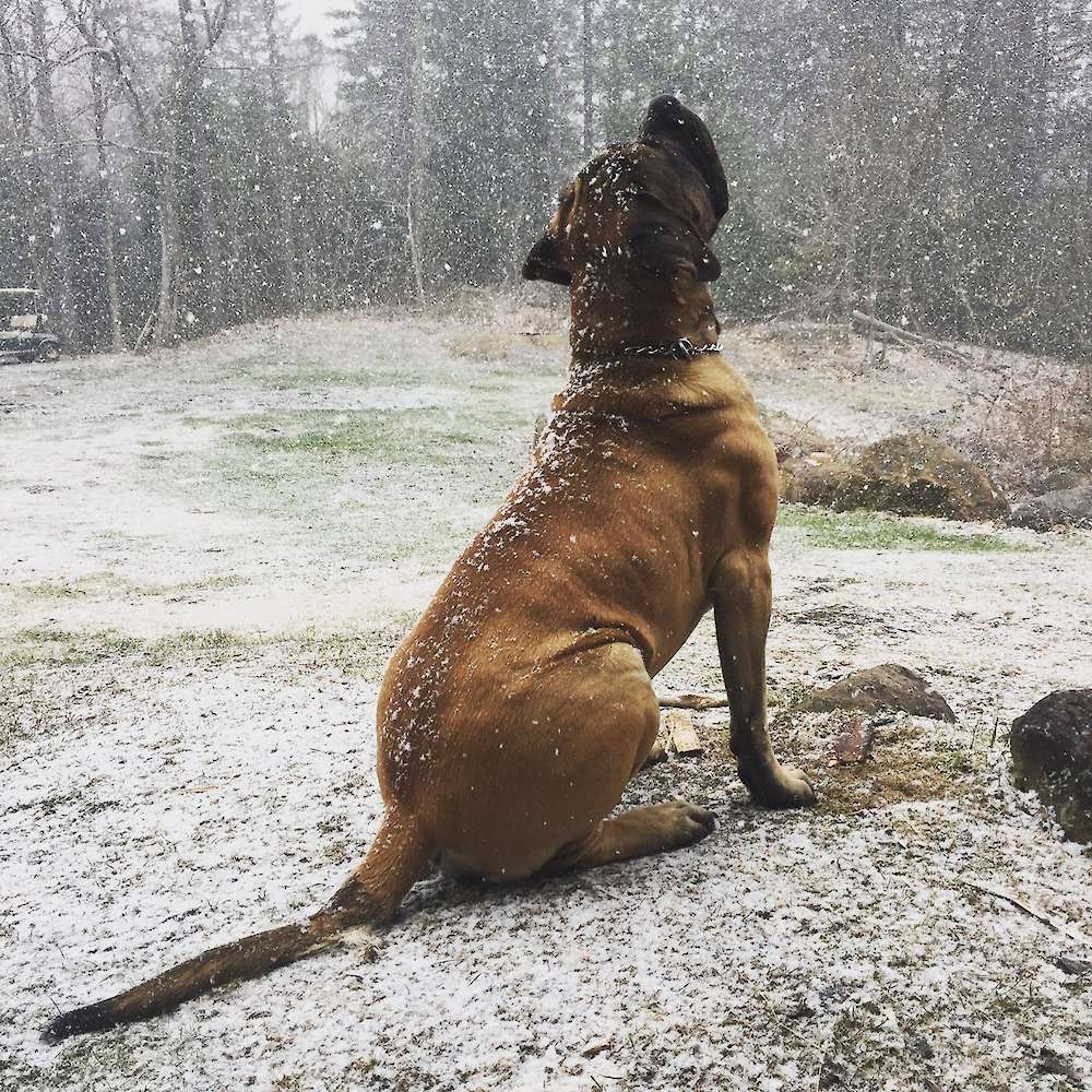 Knuckles (Silver from the Watership Down litter) at 2 years old in Quebec.
