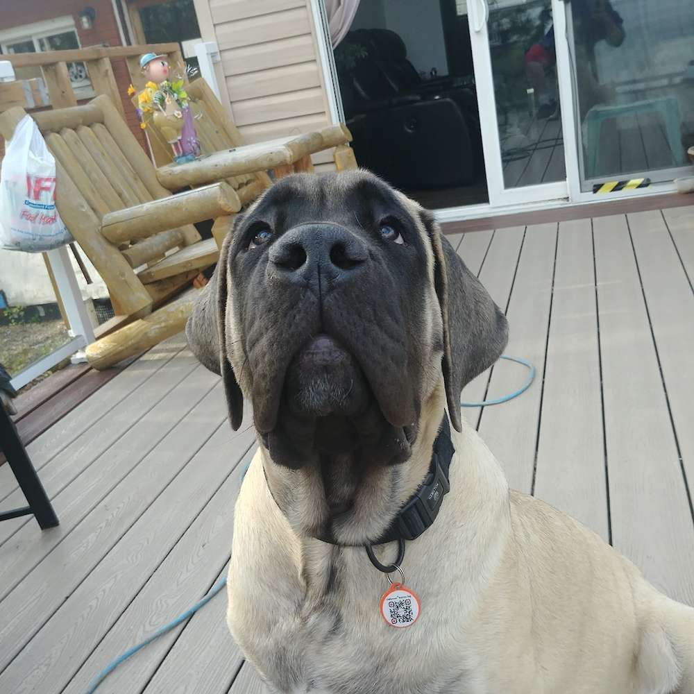 Atlas (El-ahairah; Watership Down Litter) 6 months