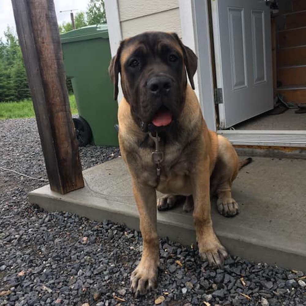 Fiver; Watership Down Litter 6 months