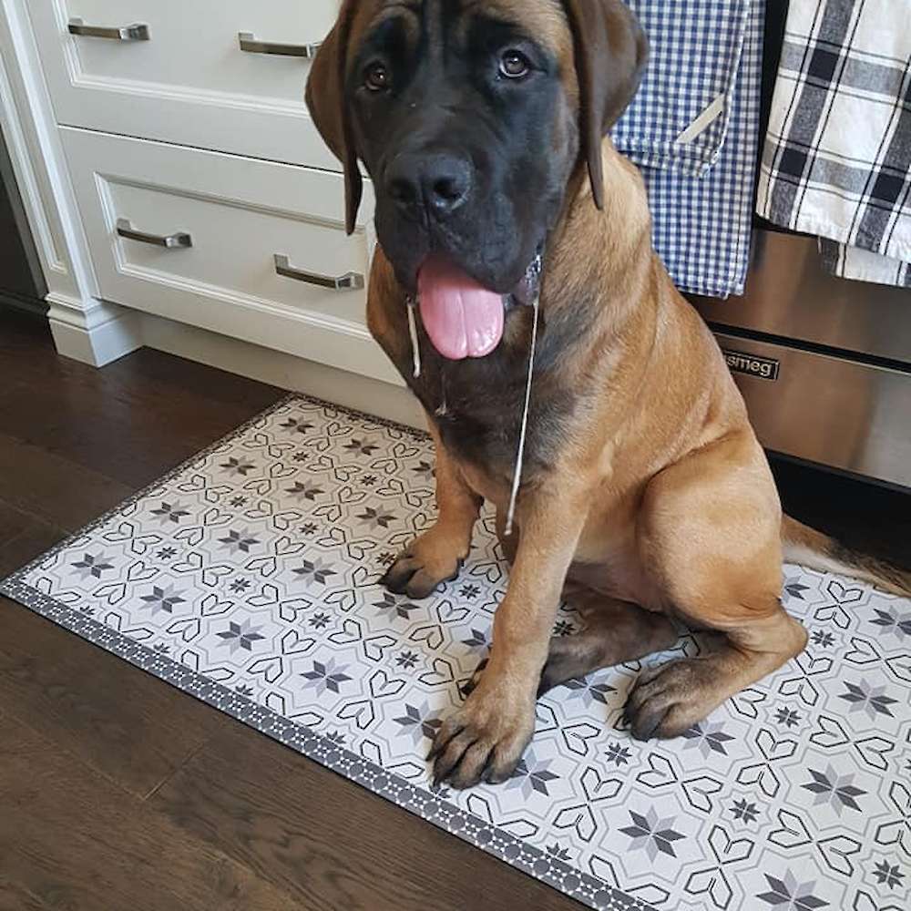 Madeline (Keehar;Watership Down Litter) She has an instagram @madelinethemastiff. 6 months