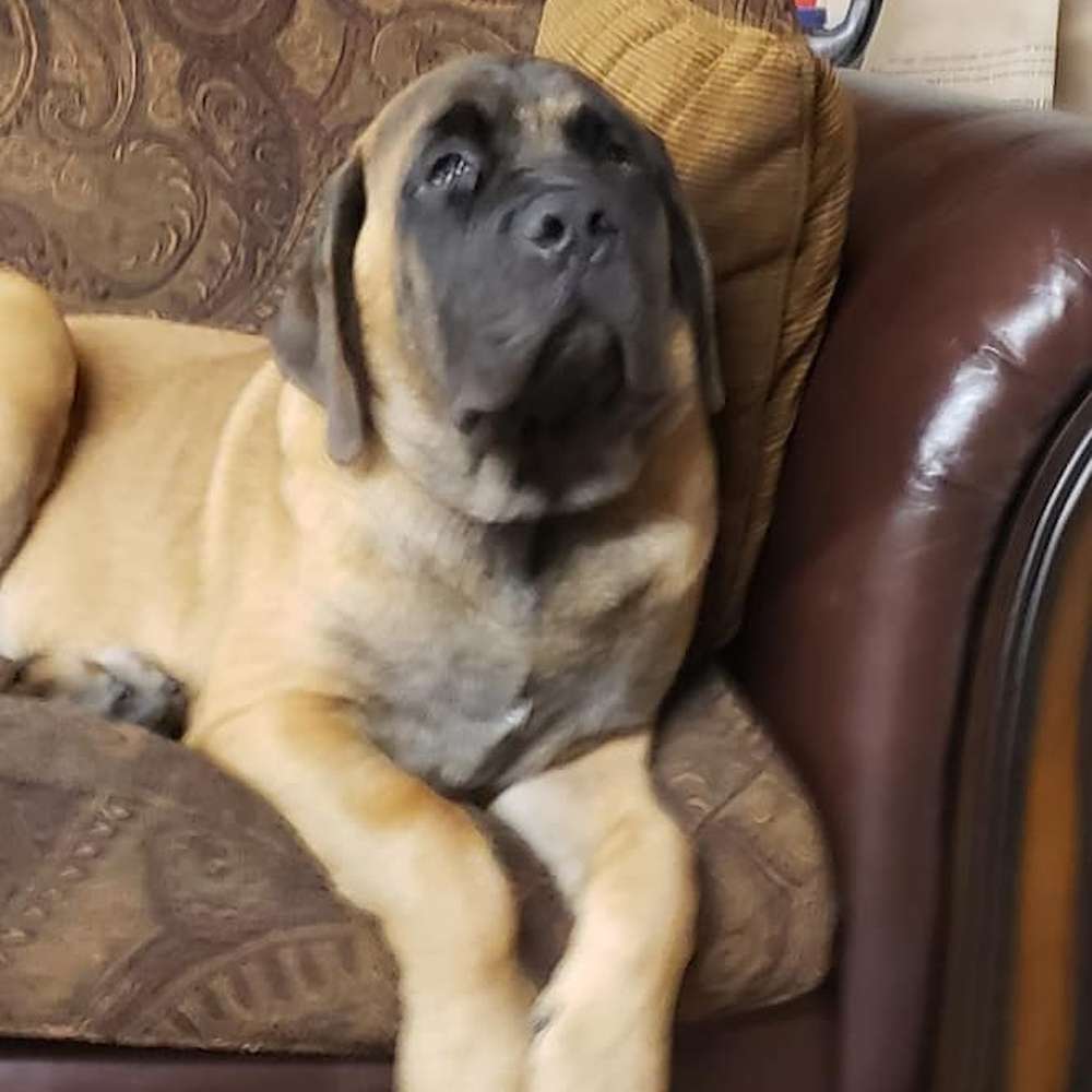 Norman 6 months (Buckthorn; Watership Down Litter)