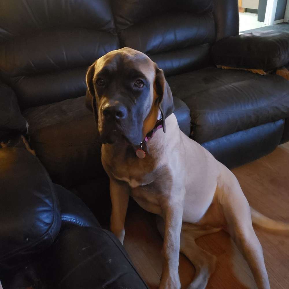 Piper (Blackberry; Watership Down Litter)  6 months