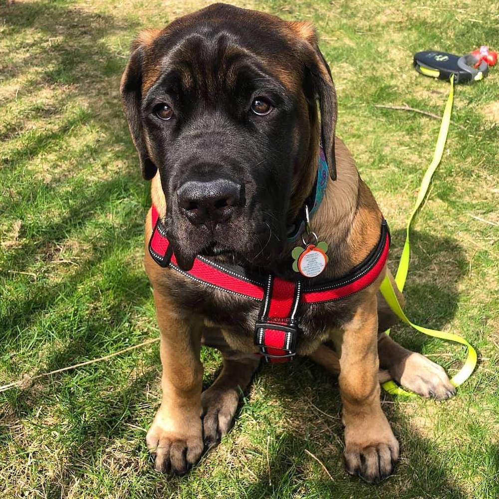 Ryerson (Pipkin; Watership Down Litter)