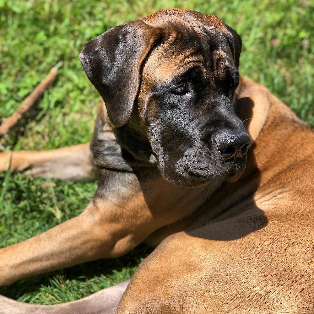 Ryerson (Pipkin; Watership Down Litter) 6 months